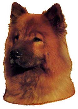 Gro�e Aufkleber-Packung (2 Aufkleber) mit Eurasier-Motiv