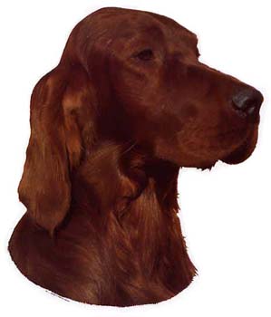 Gro�e Aufkleber-Packung (2 Aufkleber) mit Irish Setter-Motiv