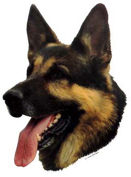 Gro�e Aufkleber-Packung (2 Aufkleber) mit Deutscher Sch�ferhund (Kopf, links schauend)-Motiv