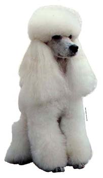 Gro�e Aufkleber-Packung (2 Aufkleber) mit Pudel (wei�, sitzend)-Motiv