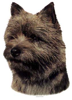 Gro�e Aufkleber-Packung (2 Aufkleber) mit Cairn Terrier (Kopf)-Motiv