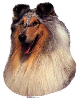 Gro�e Aufkleber-Packung (2 Aufkleber) mit Collie (Bluemerle)-Motiv