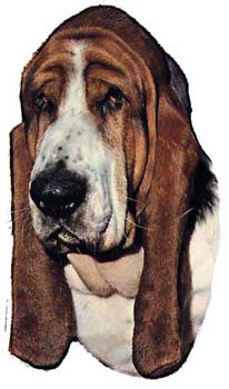 Gro�e Aufkleber-Packung (2 Aufkleber) mit Bassethound-Motiv