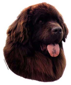 Gro�e Aufkleber-Packung (2 Aufkleber) mit Neufundl�nder (braun)-Motiv