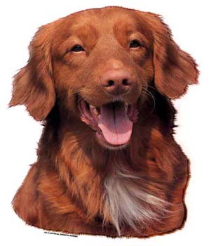 Gro�e Aufkleber-Packung (2 Aufkleber) mit Nova Scotia Duck Tolling Retriever-Motiv