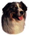 Australian Shepherd Aufkleber