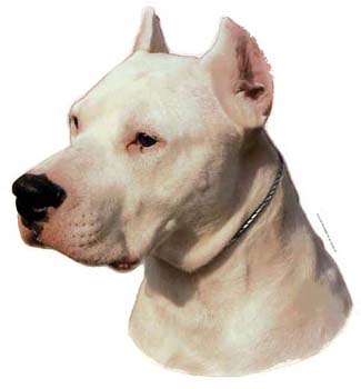 Gro�e Aufkleber-Packung (2 Aufkleber) mit Dogo Argentino-Motiv