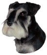 Zwergschnauzer Aufkleber