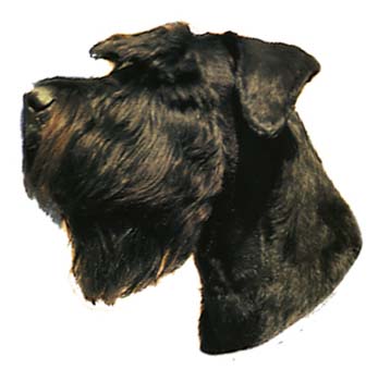 Gro�e Aufkleber-Packung (2 Aufkleber) mit Riesenschnauzer (schwarz-grau, unkupiert)-Motiv