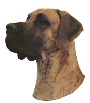 Gro�e Aufkleber-Packung (2 Aufkleber) mit Deutsche Dogge (gestromt, unkupiert)-Motiv