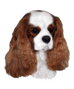 Gro�e Aufkleber-Packung (2 Aufkleber) mit Cavalier King Charles Spaniel (Blenheim)-Motiv
