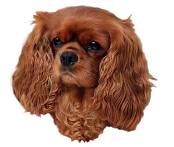 Gro�e Aufkleber-Packung (2 Aufkleber) mit Cavalier King Charles Spaniel (rot)-Motiv