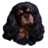 Cavalier King Charles Spaniel Aufkleber