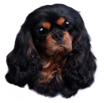 Gro�e Aufkleber-Packung (2 Aufkleber) mit Cavalier King Charles Spaniel (schwarz-braun)-Motiv