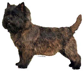 Gro�e Aufkleber-Packung (2 Aufkleber) mit Cairn Terrier (stehend)-Motiv