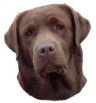Labrador Retriever Aufkleber