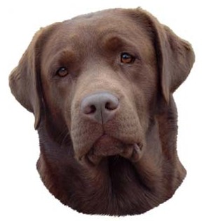 Gro�e Aufkleber-Packung (2 Aufkleber) mit Labrador Retriever (braun)-Motiv