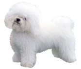 Gro�e Aufkleber-Packung (2 Aufkleber) mit Bichon Bolognaise-Motiv