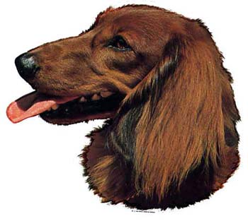 Gro�e Aufkleber-Packung (2 Aufkleber) mit Dackel (Langhaar)-Motiv