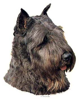 Gro�e Aufkleber-Packung (2 Aufkleber) mit Bouvier des Flandres (grau, kupiert)-Motiv