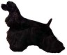 American Cocker Spaniel Aufkleber