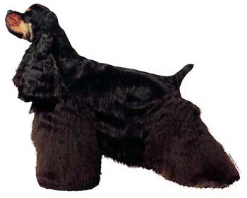 Gro�e Aufkleber-Packung (2 Aufkleber) mit American Cocker Spaniel (schwarz-braun)-Motiv