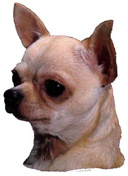 Gro�e Aufkleber-Packung (2 Aufkleber) mit Chihuahua (Kurzhaar, grau)-Motiv