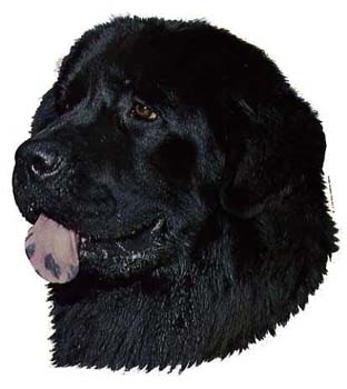 Gro�e Aufkleber-Packung (2 Aufkleber) mit Neufundl�nder (schwarz)-Motiv