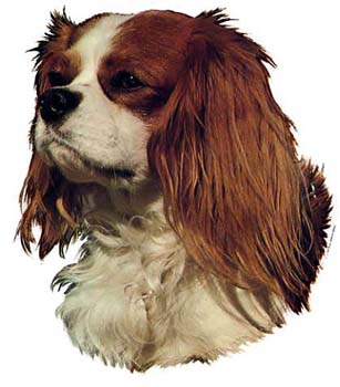 Gro�e Aufkleber-Packung (2 Aufkleber) mit Cavalier King Charles Spaniel (braun-wei�)-Motiv