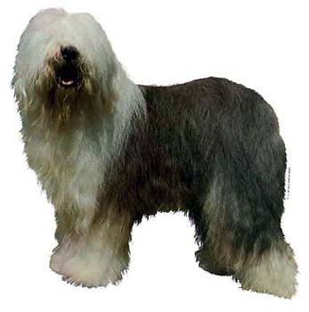 Gro�e Aufkleber-Packung (2 Aufkleber) mit Bobtail-Motiv