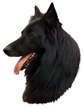 Gro�e Aufkleber-Packung (2 Aufkleber) mit Groenendael-Motiv