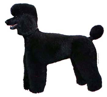 Gro�e Aufkleber-Packung (2 Aufkleber) mit Pudel (schwarz, stehend)-Motiv