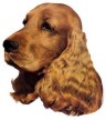 Cocker Spaniel Aufkleber
