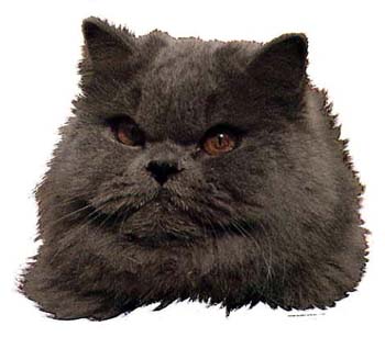 Gro�e Aufkleber-Packung (2 Aufkleber) mit Perser (blau)-Motiv