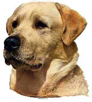 Gro�e Aufkleber-Packung (2 Aufkleber) mit Labrador Retriever (blond)-Motiv