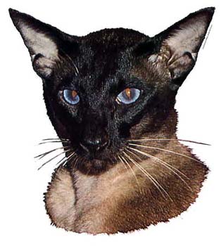 Gro�e Aufkleber-Packung (2 Aufkleber) mit Siam-Motiv