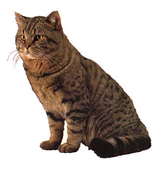 Gro�e Aufkleber-Packung (2 Aufkleber) mit Britisch Kurzhaar-Motiv