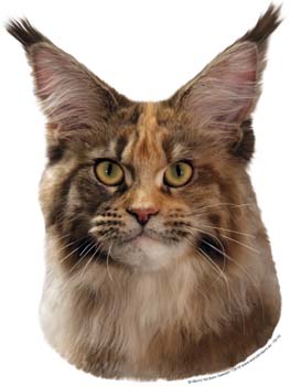 Gro�e Aufkleber-Packung (2 Aufkleber) mit Maine Coon-Motiv