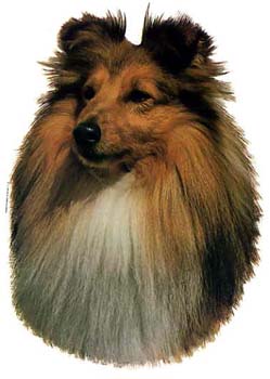 Gro�e Aufkleber-Packung (2 Aufkleber) mit Sheltie-Motiv