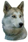 Siberian Husky Aufkleber