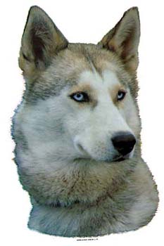 Gro�e Aufkleber-Packung (2 Aufkleber) mit Siberian Husky (grau-wei�)-Motiv