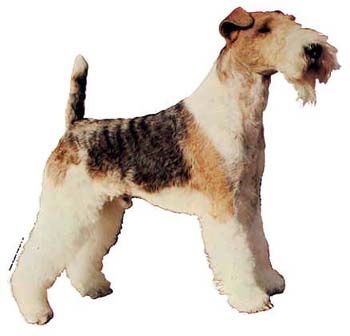 Gro�e Aufkleber-Packung (2 Aufkleber) mit Foxterrier (Drahthaar)-Motiv