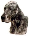 Englischer Setter Aufkleber