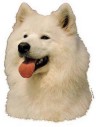 Samojede Aufkleber