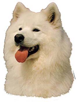 Gro�e Aufkleber-Packung (2 Aufkleber) mit Samojede-Motiv