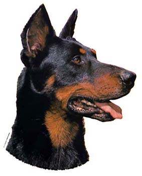 Gro�e Aufkleber-Packung (2 Aufkleber) mit Beauceron-Motiv