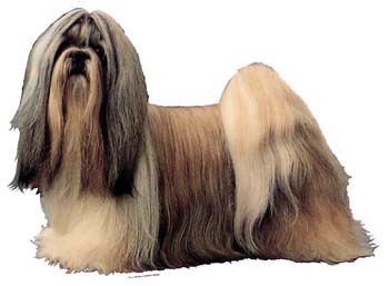 Gro�e Aufkleber-Packung (2 Aufkleber) mit Shih Tzu-Motiv