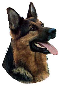 Gro�e Aufkleber-Packung (2 Aufkleber) mit Deutscher Sch�ferhund (Kopf, rechts schauend)-Motiv