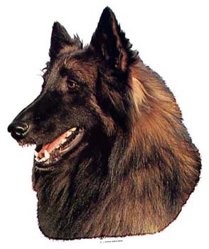 Gro�e Aufkleber-Packung (2 Aufkleber) mit Tervueren-Motiv