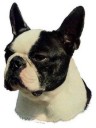 Boston Terrier Aufkleber